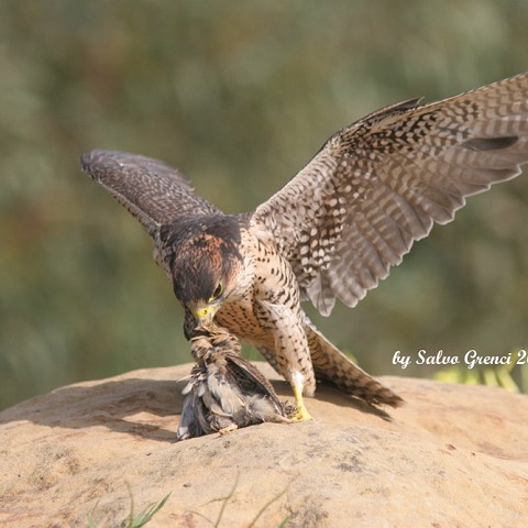 Lanner with a prey, Western Sicily, April 2009